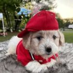 Mia Milli profile picture