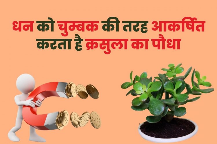 घर में कैसे धन की कमी पूरी करता है क्रसुला का पौधा