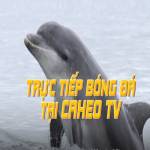 caheotvnet Profile Picture