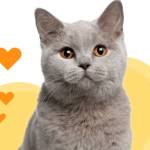 LIN LINNA Profile Picture