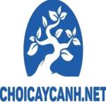 Chơi Cây Cảnh Profile Picture