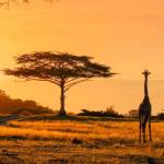 Travelo Africa Profile Picture