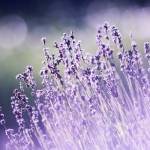 Godrej Aravya Estate Profile Picture