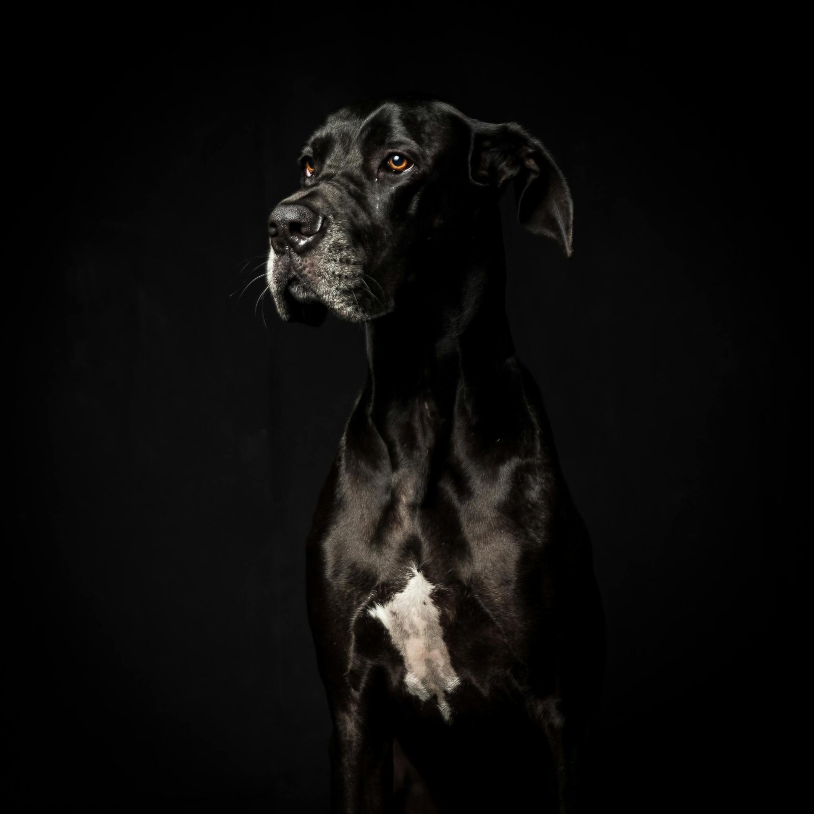Great Dane Dog Breeders - Indian Dog Breeders