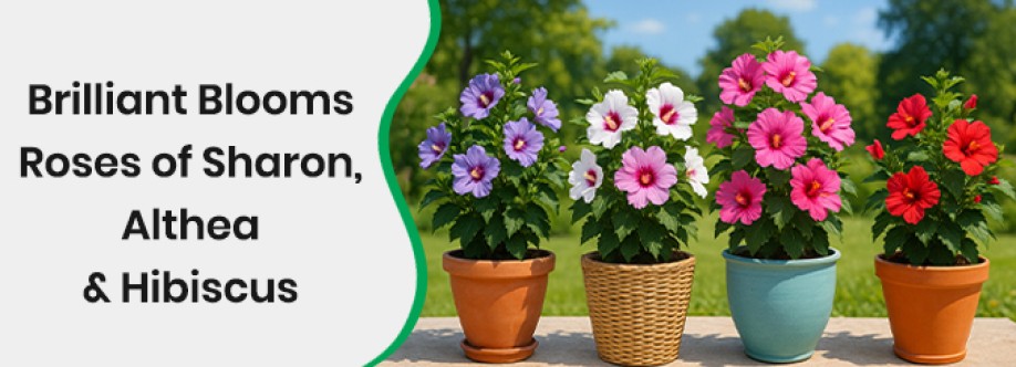 pixies garden Cover Image