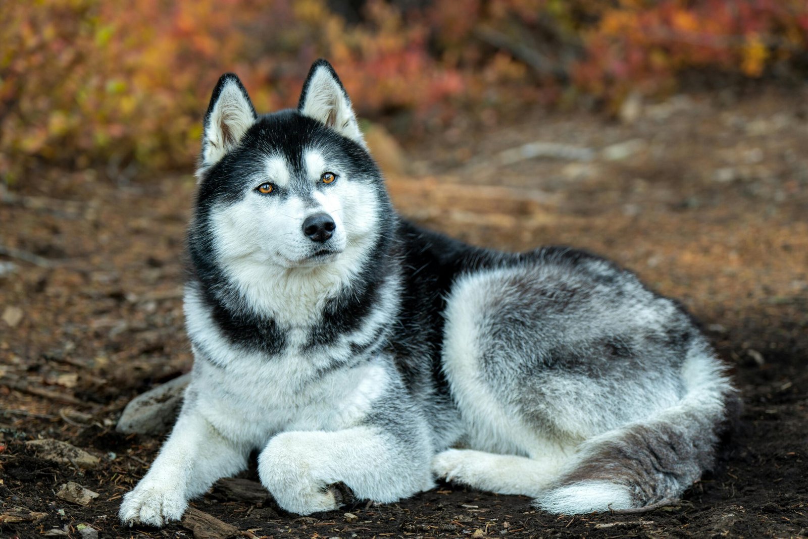 Siberian Husky Dog Breeders, Husky Puppies for Sale